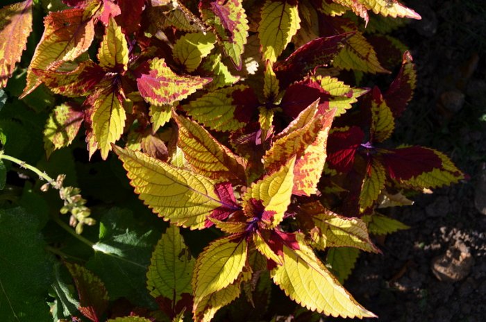 Solenostemon x 'Jaune et Rouge'